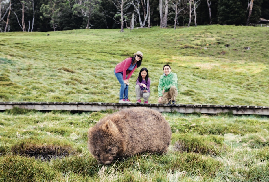 wombat grazing