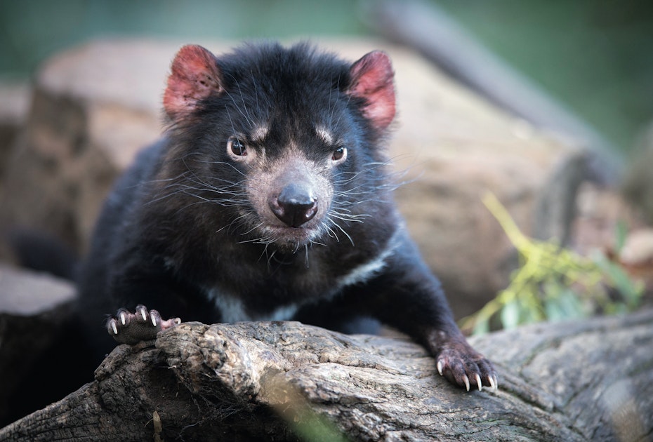 Tassie devil on log