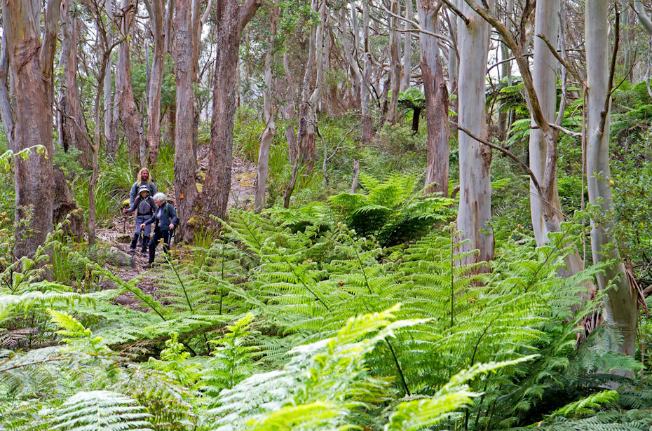 hikers going through bush