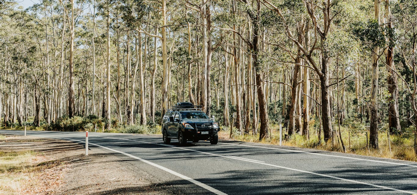 car driving on bushy highway