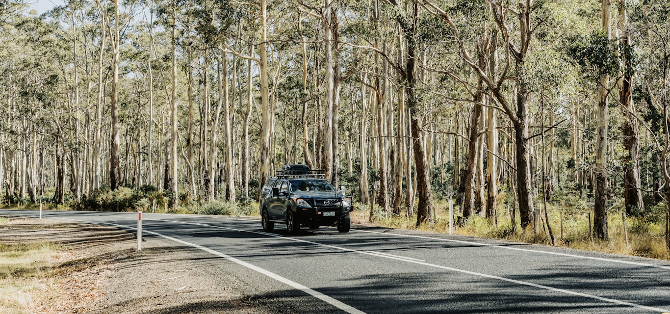 car driving on bushy highway
