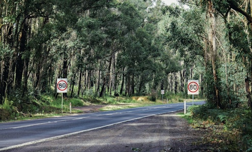 bushy road with 80 speed limit signs