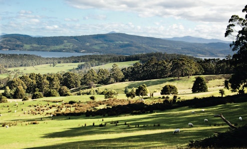 paddocks trees and eggs and bacon bay