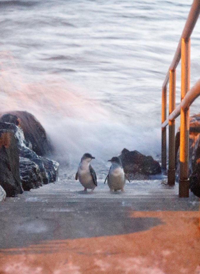 penguins walking up stairs from water