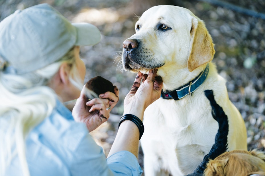 labrador getting pat