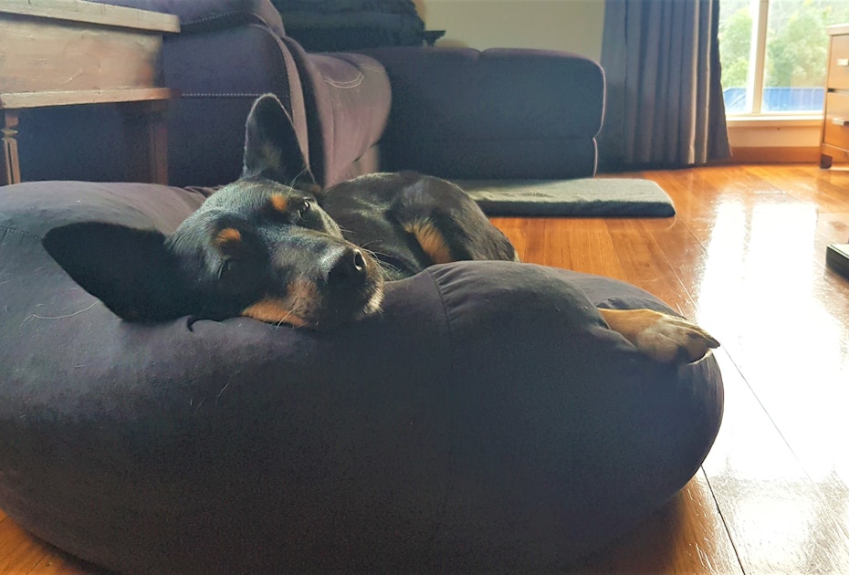 Dog in bean bag