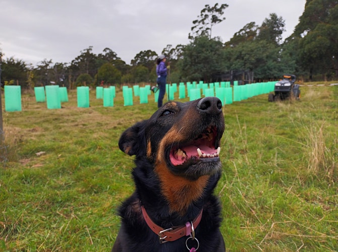 Dog in paddock