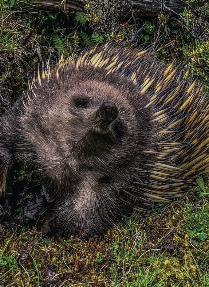 echidna