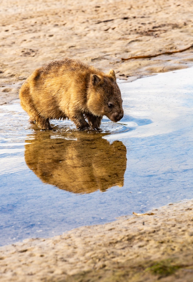 A wombat sighting on the walk