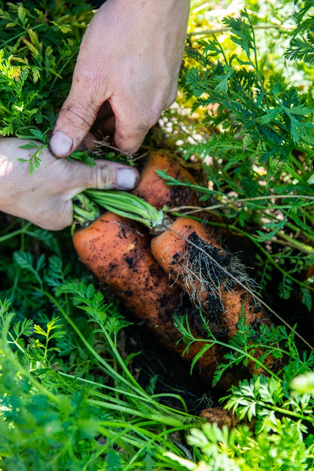 Agrarian Kitchen carrots being plucked