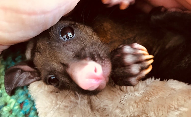 Rescued brushtail possum