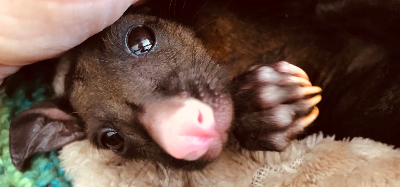 Rescued brushtail possum Rescued brushtail possum