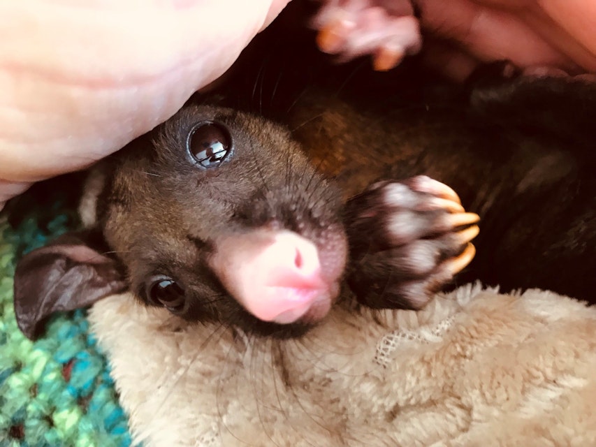 Rescued brushtail possum