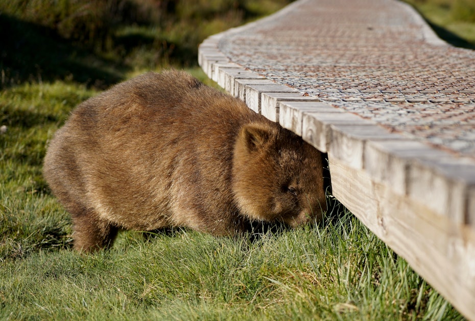 Wombat in Cradle Mountain