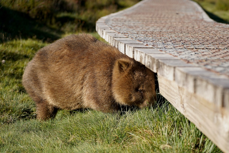 Wombat in Cradle Mountain