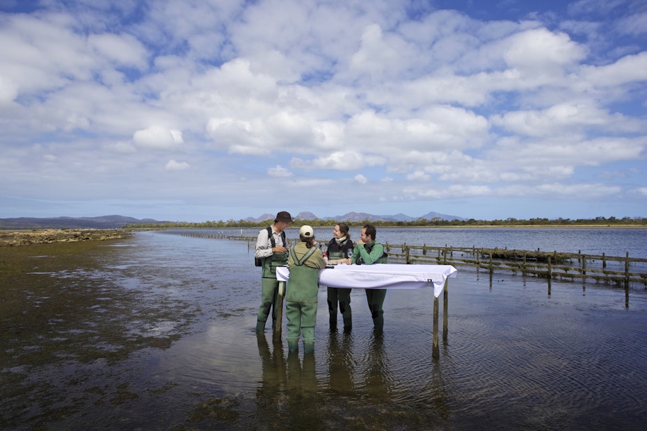 people shucking oysters
