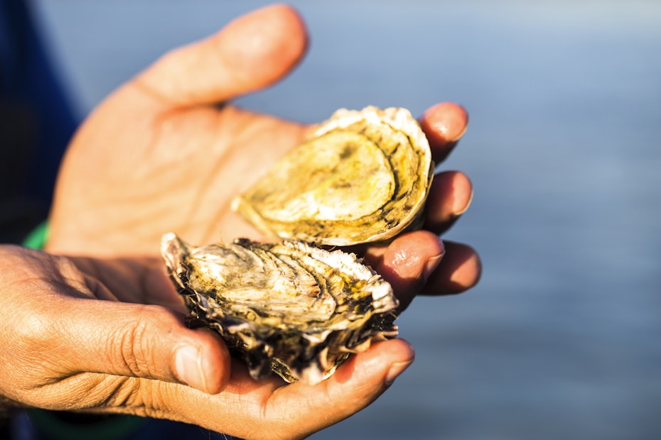 opened oyster