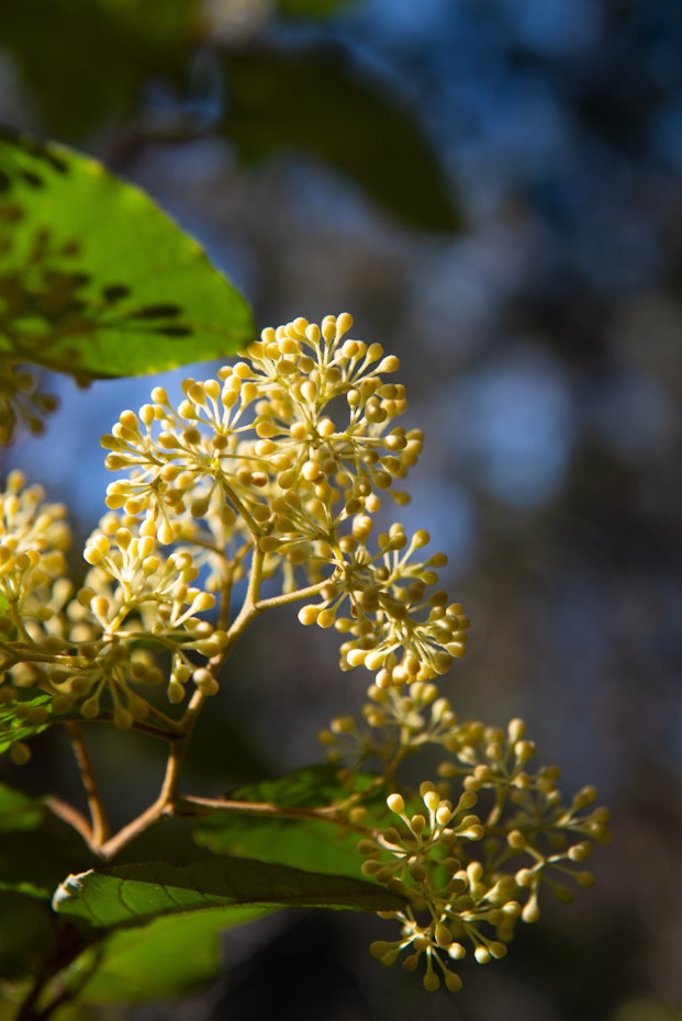 native bush flower