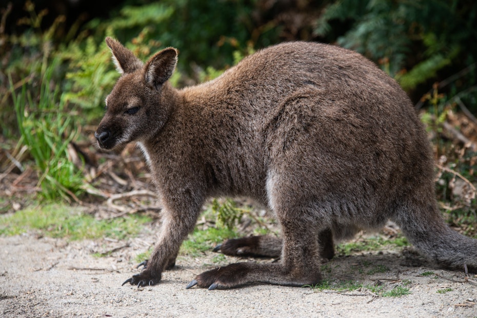 Wallaby