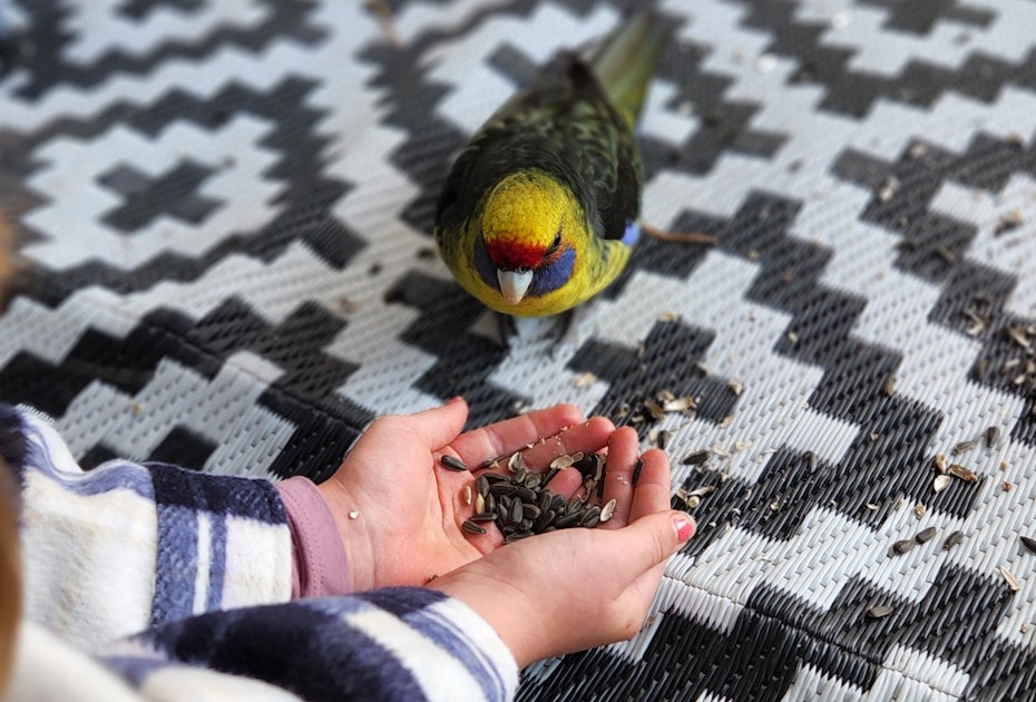 hand feeding parrot