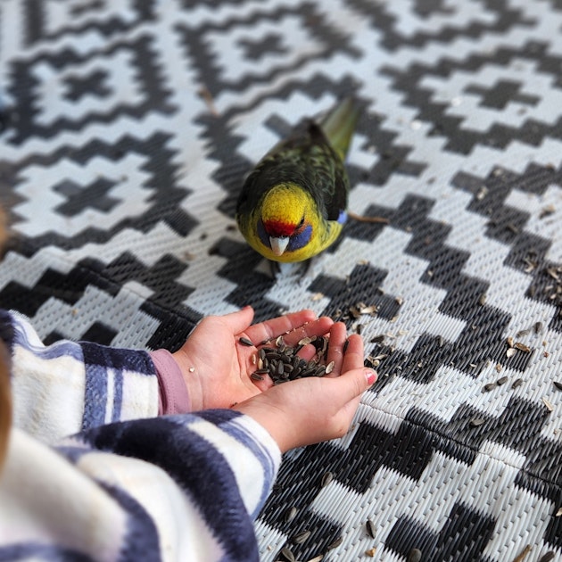 hand feeding parrot