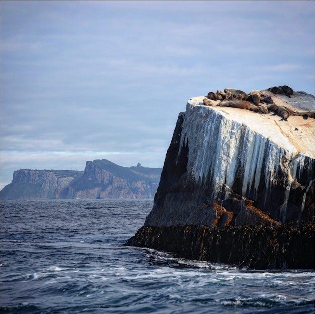 Seals on rock