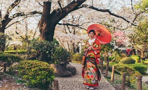 Japanese lady posing amongst cherry blossoms