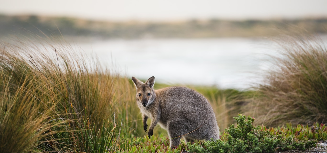 A vast population of wallabies call King Island home wallaby