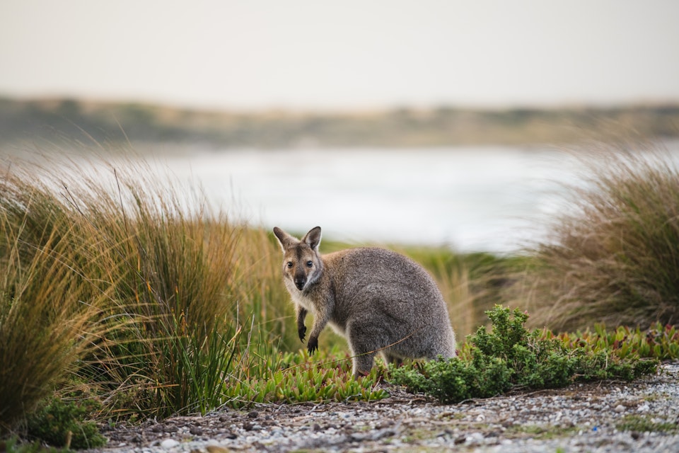 wallaby