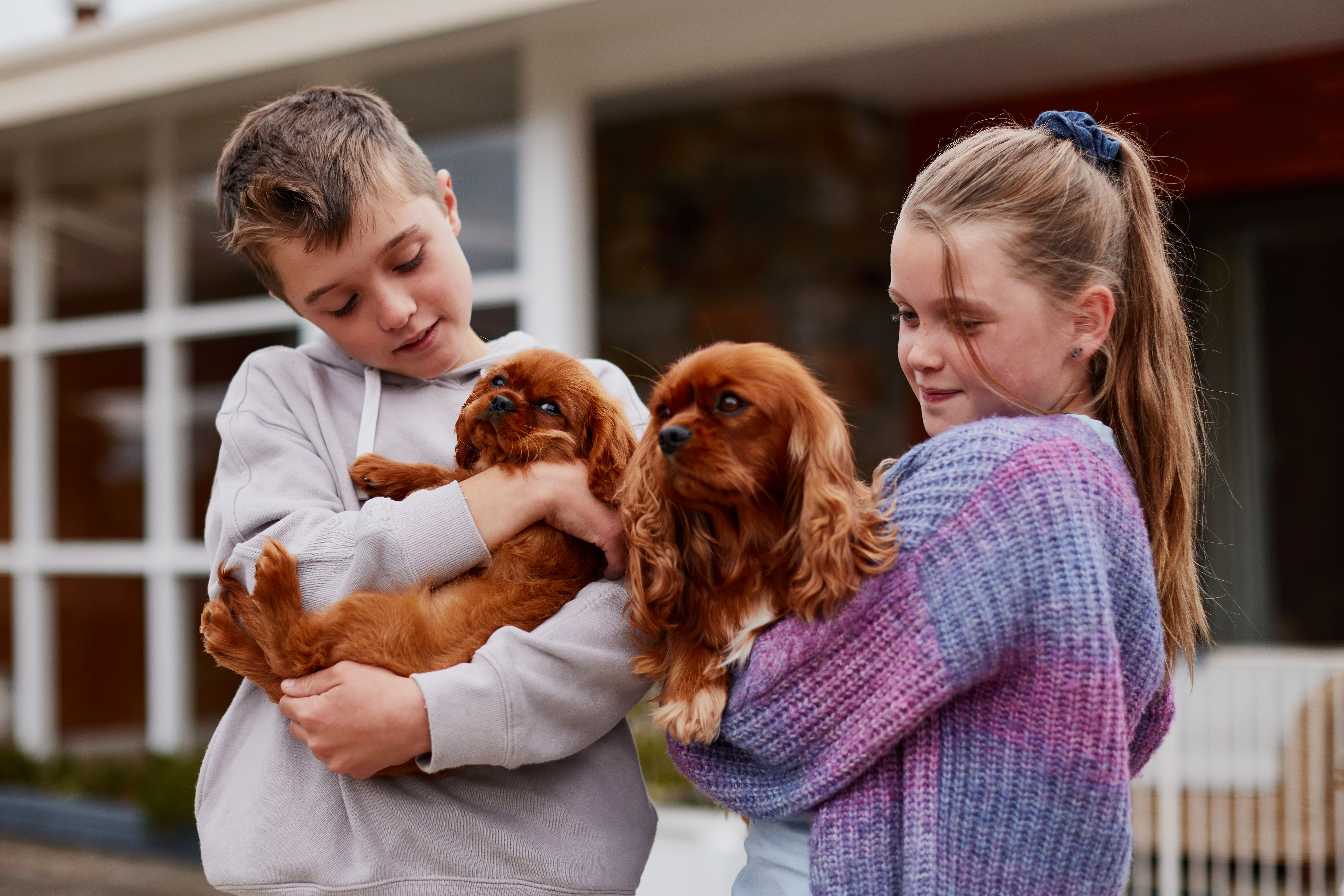 Young boy and girl holding dogs