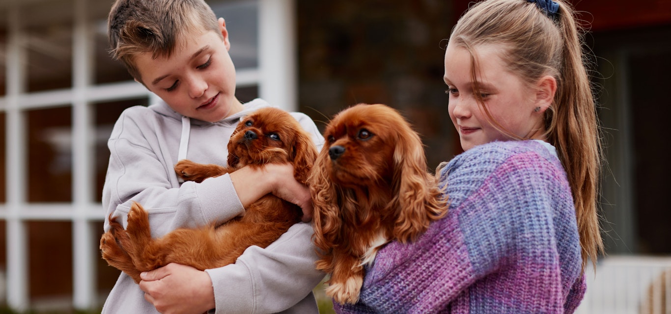 Young boy and girl holding dogs