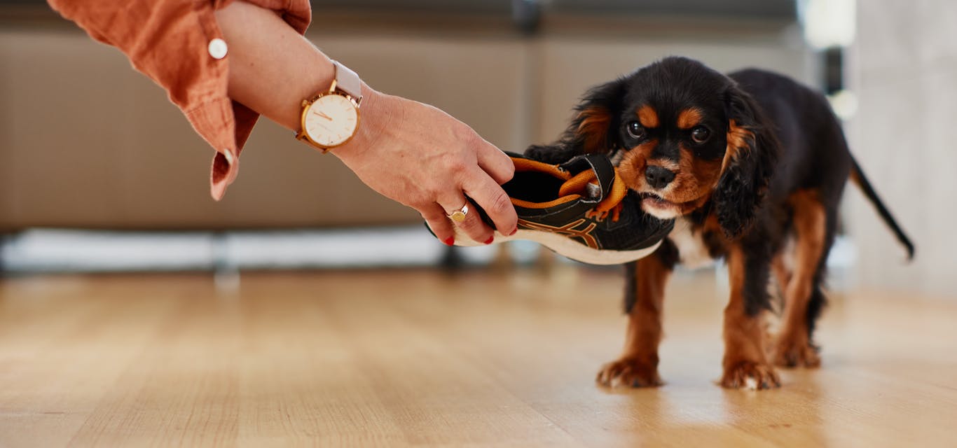 cavalier spaniel puppy chewing shoe