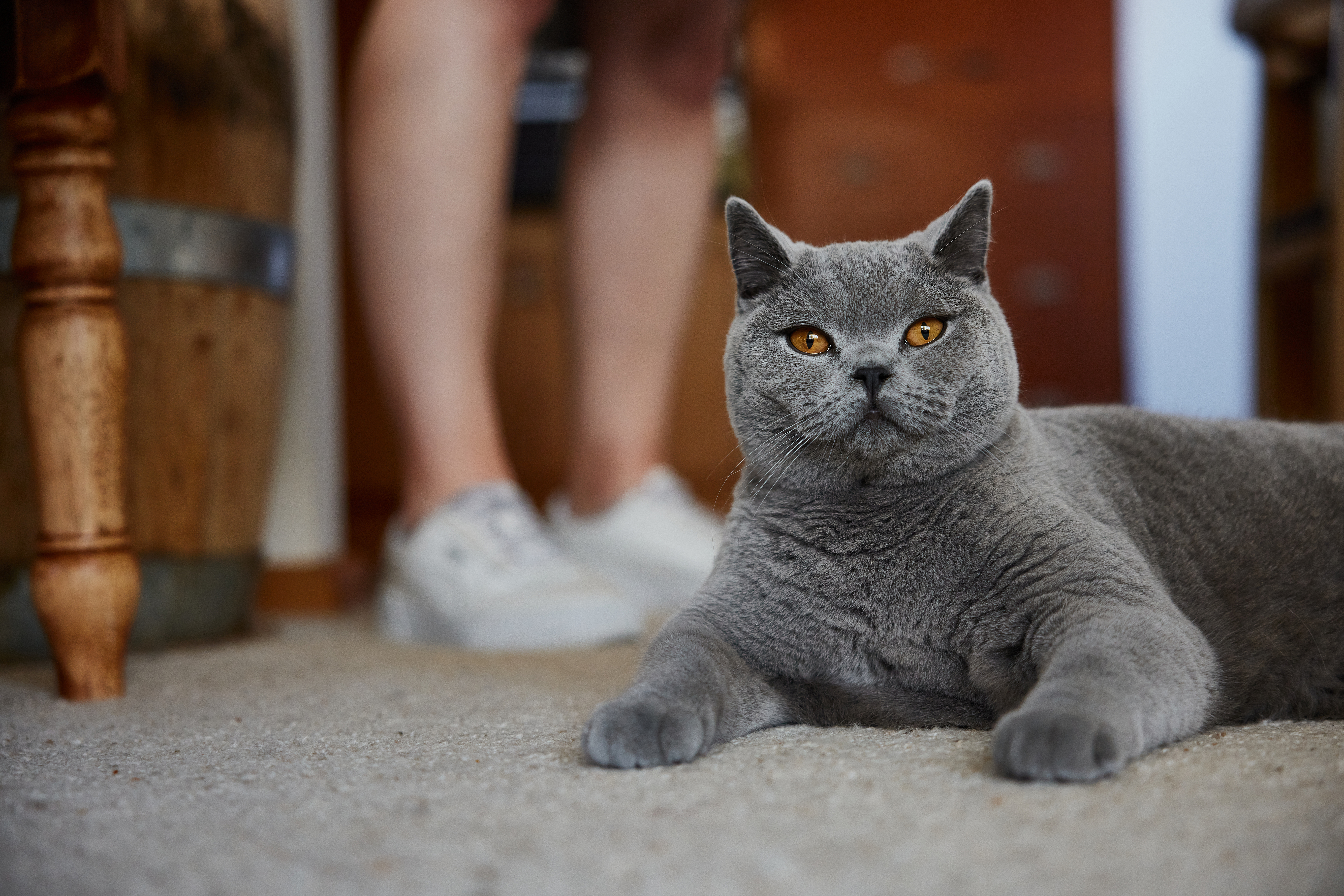 British Shorthair cat laying inside next to owner