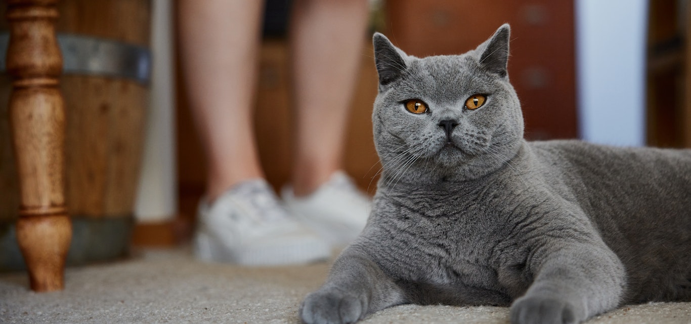 British Shorthair cat laying inside next to owner