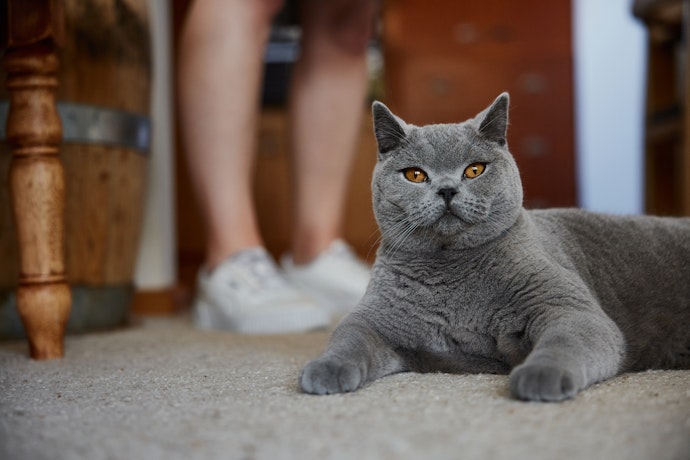 British Shorthair cat laying inside next to owner