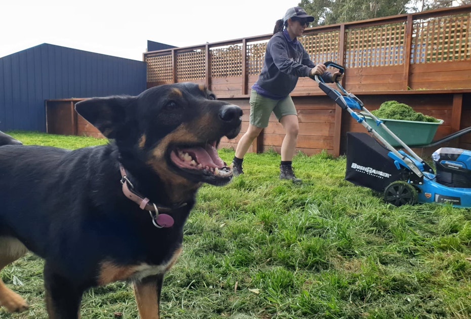 Dog with lawn mower