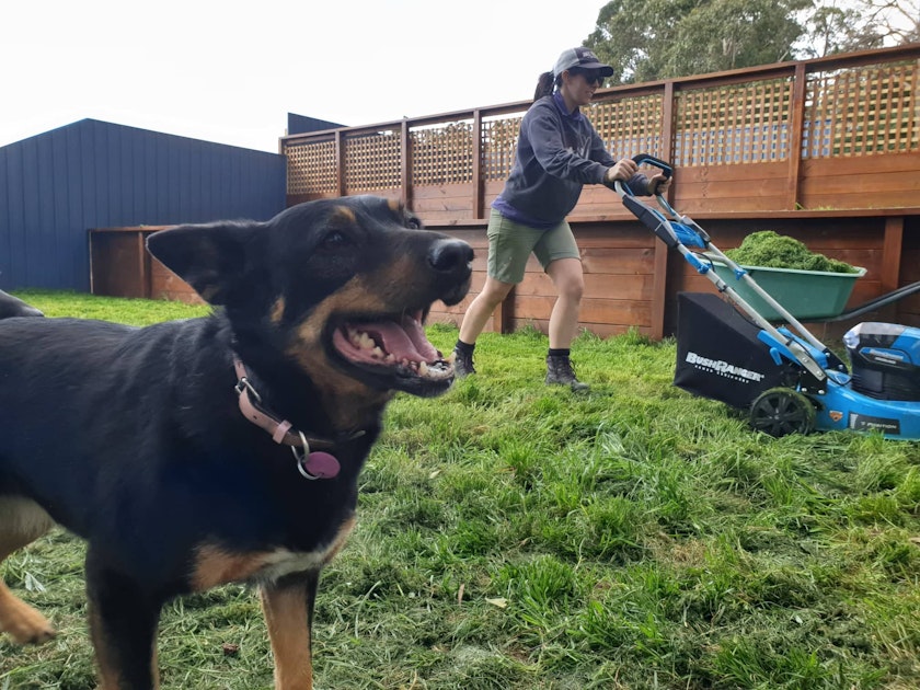 Dog with lawn mower