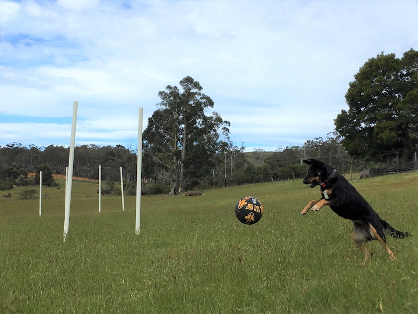 Dog with soccer ball