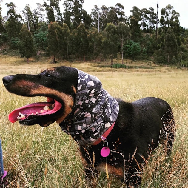 Dog in headband