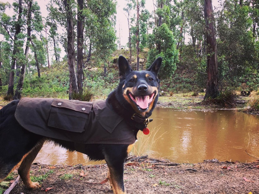 Dog in coat