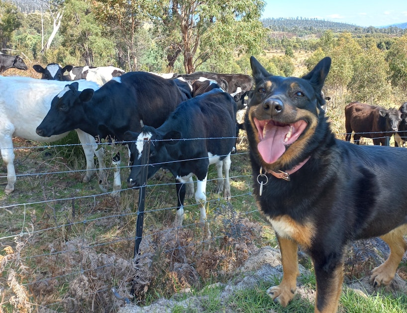 Dog with cows