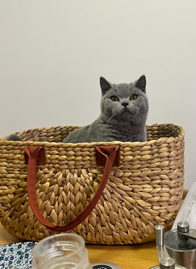 Ernie the cat sitting on the kitchen table in a basket
