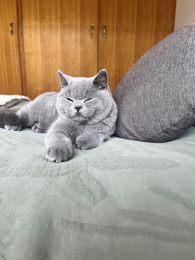 Ernie the cat laying asleep on the bed