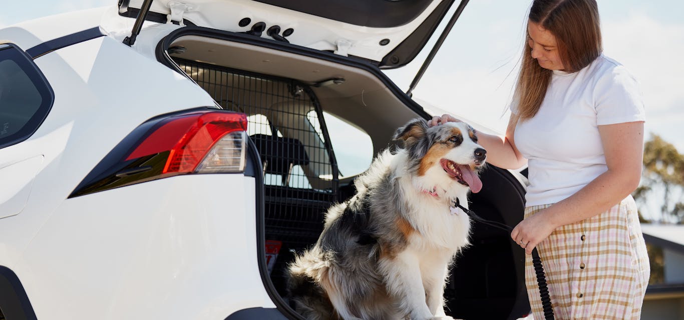 Dog in car Woman putting dog in the back of a car