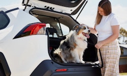 Woman putting dog in the back of a car