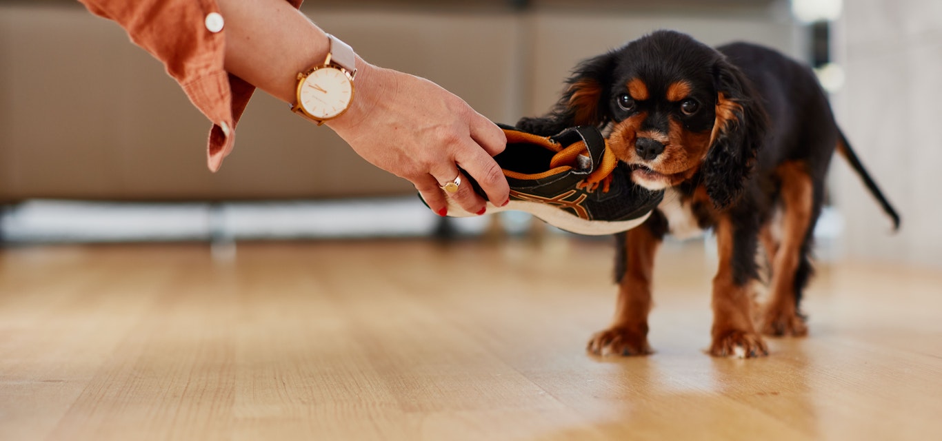 cavalier spaniel puppy chewing shoe