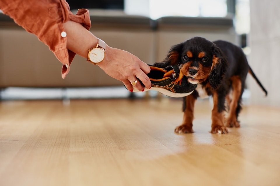 cavalier spaniel puppy chewing shoe