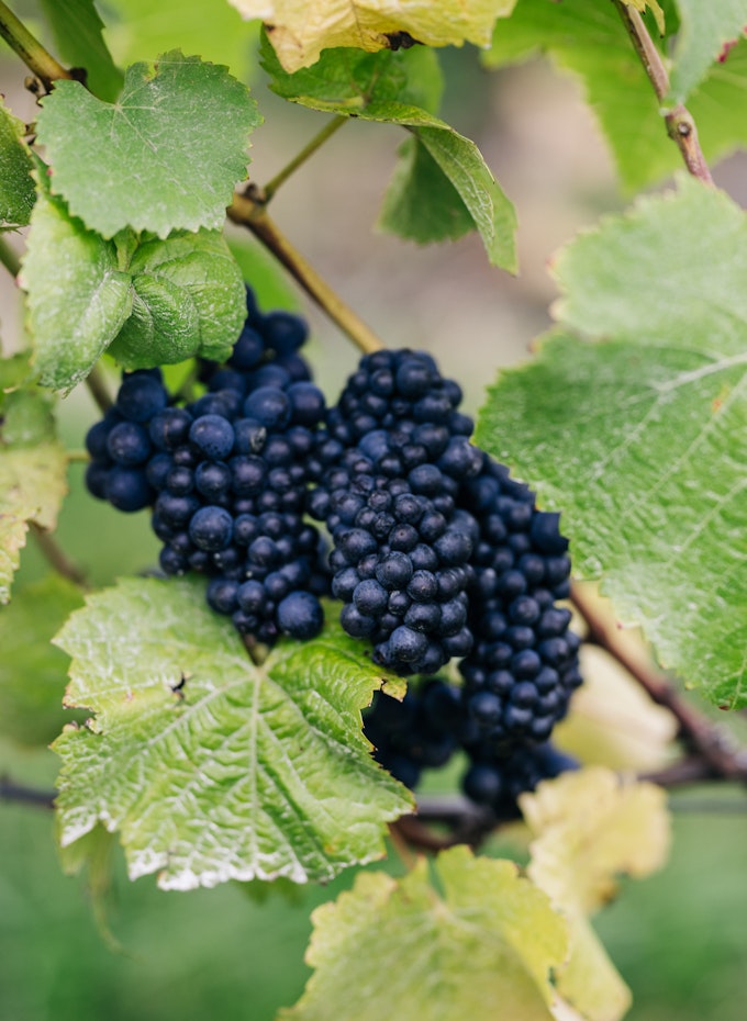Stargazer Wine embraces sustainable framing, biodiversity and regenerative agriculture
