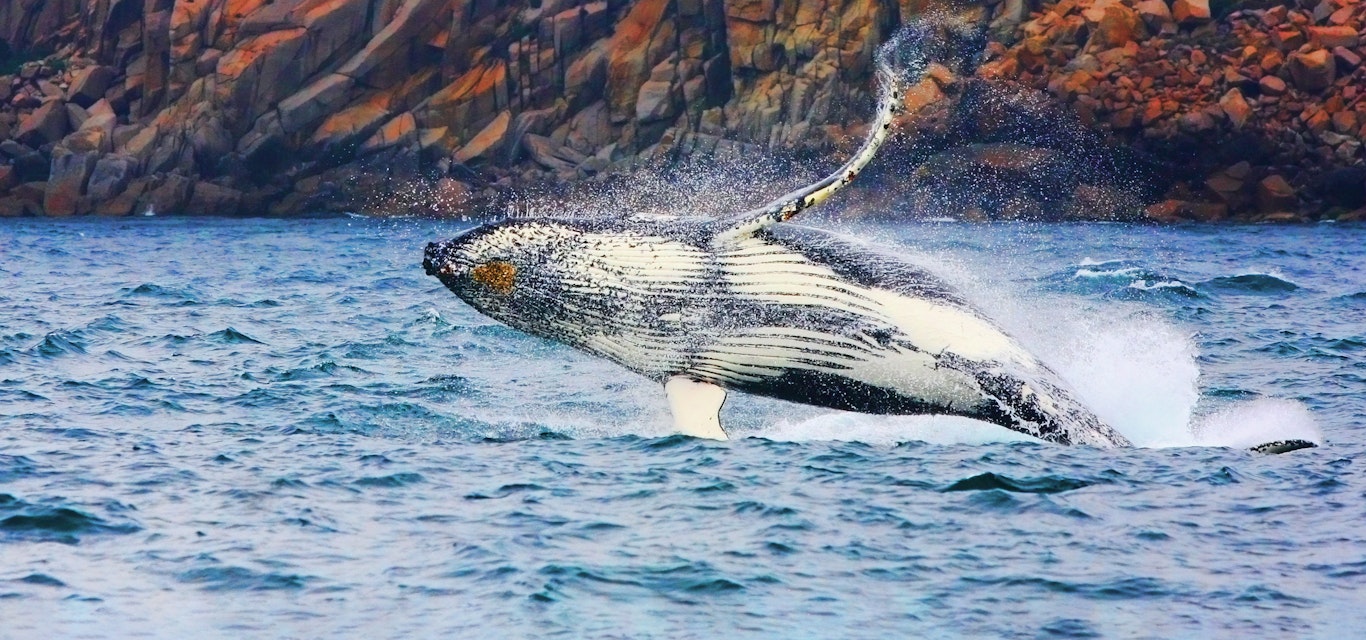 Whale watching with Wineglass Bay Cruises Whale watching with Wineglass Bay Cruises