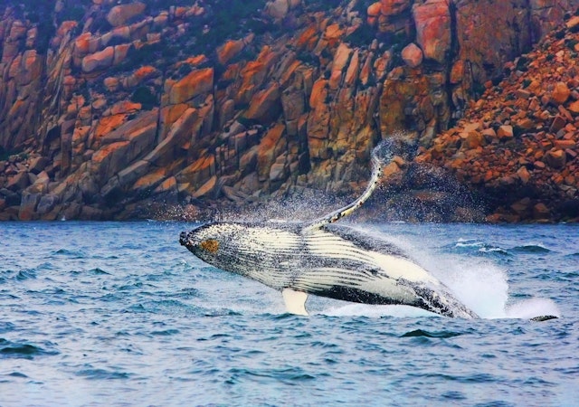 Whale watching with Wineglass Bay Cruises